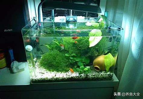 魚缸可以養什麼|小型魚缸適合養的十種魚